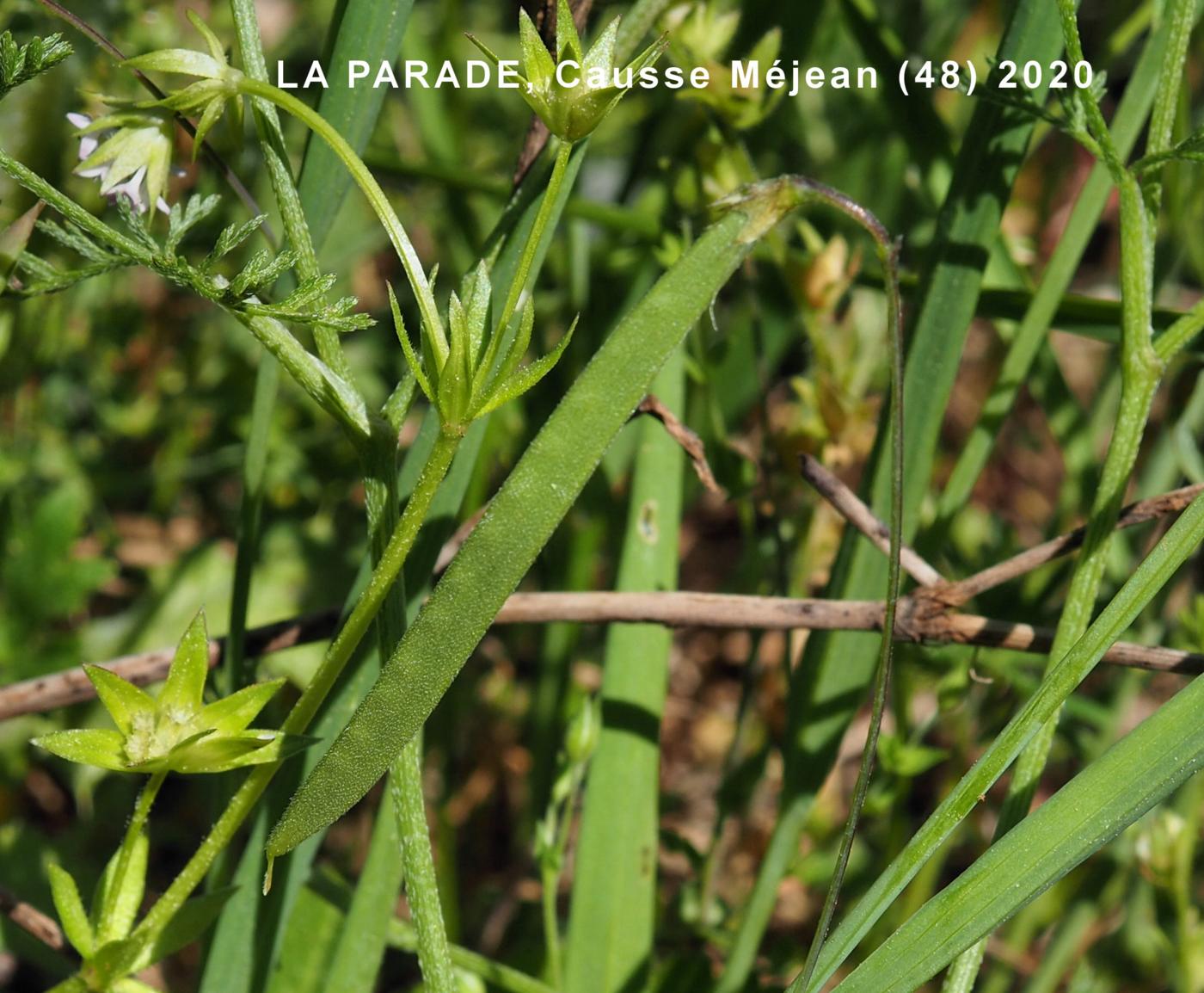 Vetchling, Grass fruit